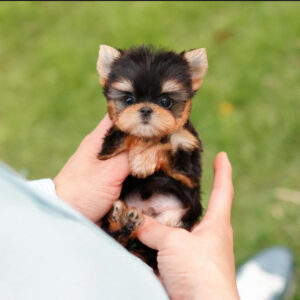 Puppy Name : Roho