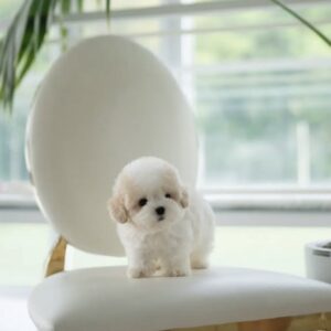 Puppy Name : Jack